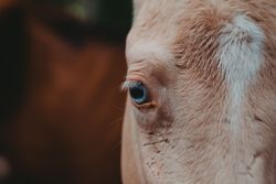 Horse on walk tied to tree and looking at camera