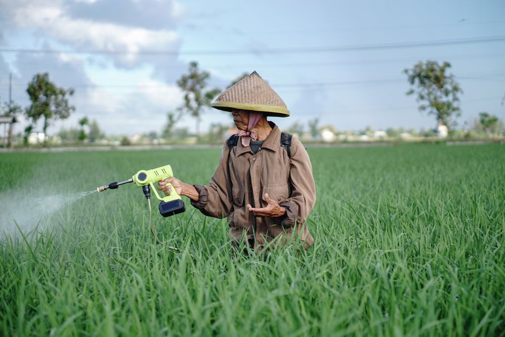 Front view of older Asian male farmer spraying pesticide on rice green field