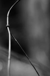 Tense barbed wire