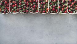 Strawberries in eco-friendly plastic-free boxes, lined up on concrete background, copy space