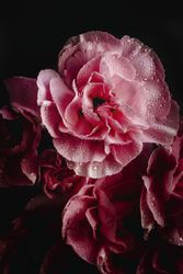 bouquet of pink carnations flowers