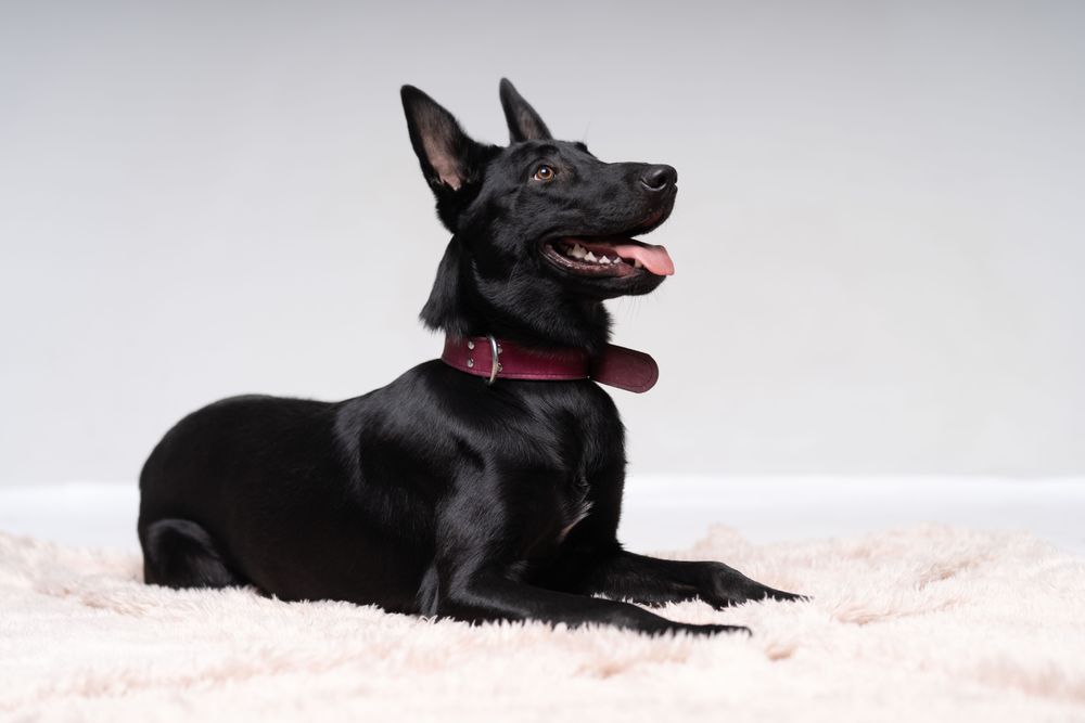 Side view portrait of elegant german shepherd