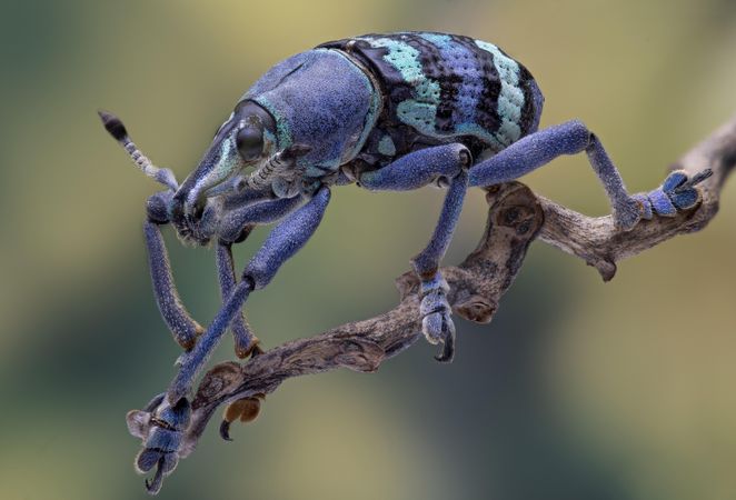 Close-up shot of blue insect