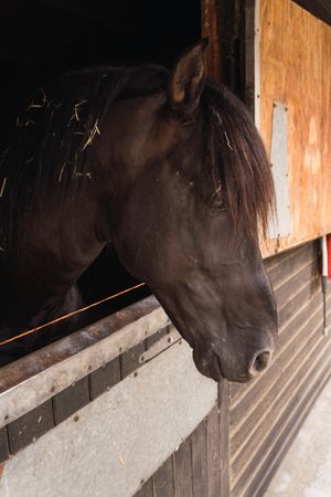 Brown horse in wooden stable