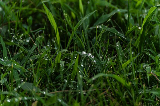 Dew on the grass after the rain