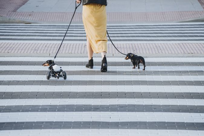 Woman walking with dogs and pet with wheelchair on street