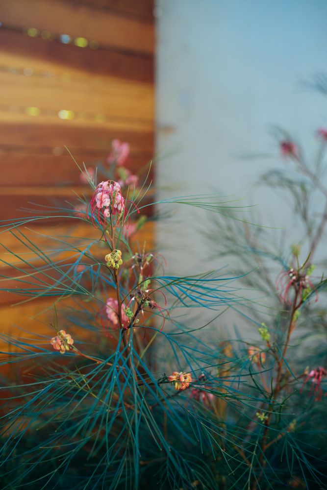 Pink blossom