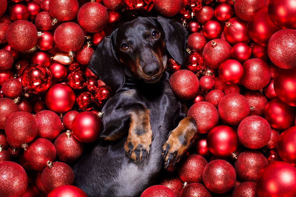 Dachshund lying on Christmas baubles