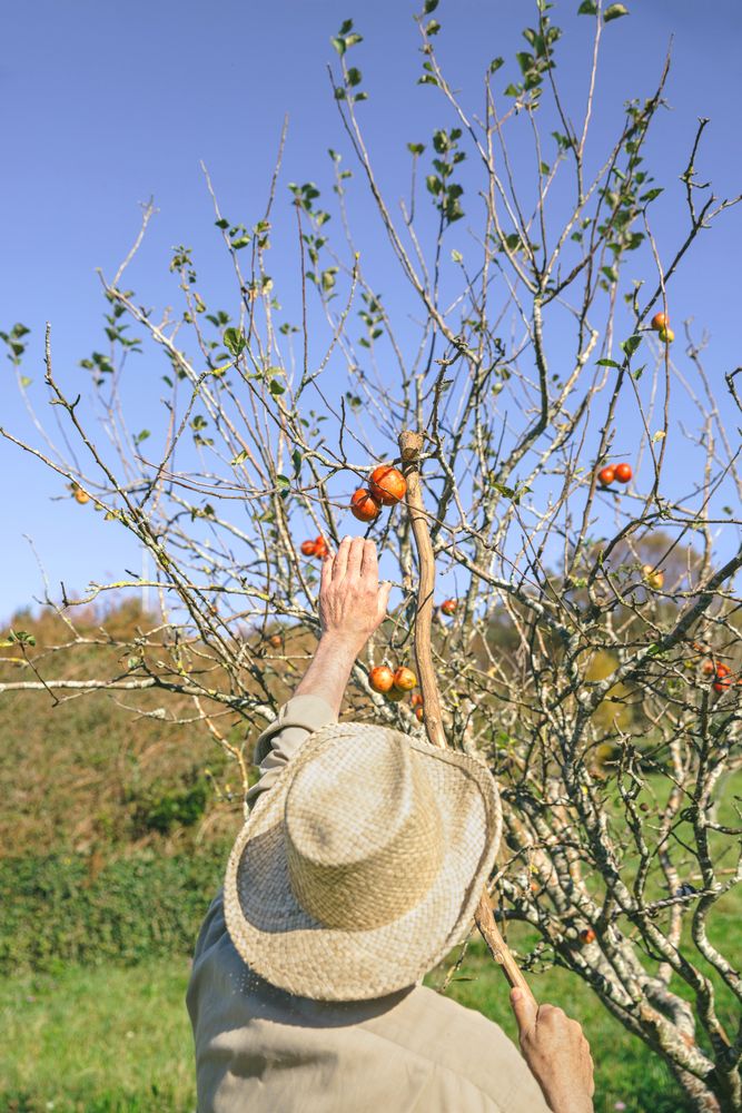 Older man picking apples with wood stick