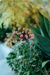Purple flowers on a succulent in a garden