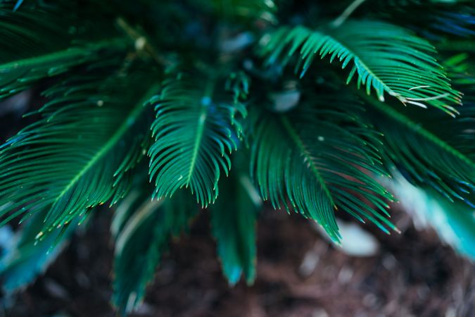 Selective focus on close up of green palm bush plant