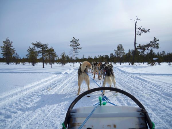 View of huskies from mushers point of view