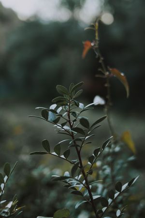 Green fresh plant on field