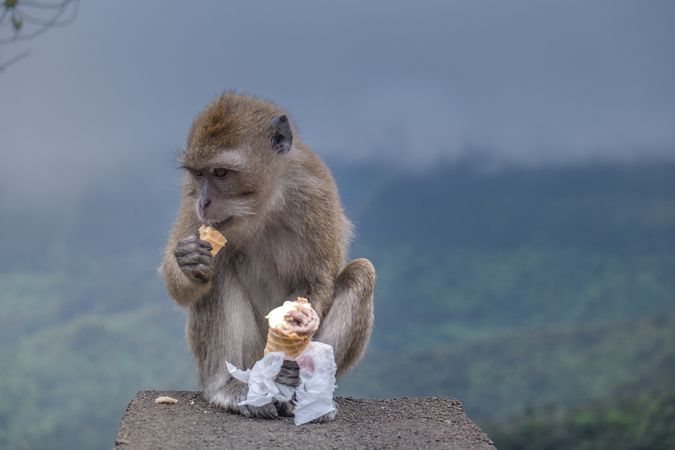 Macaque monkey eating ice cream cone