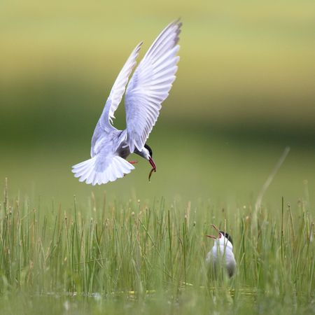 Wild bird with eating in beak on grass