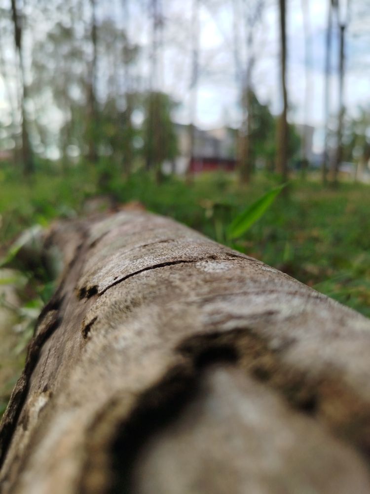 Fallen tree trunk lying on ground covered in moss and surrounded by natural forest vegetation