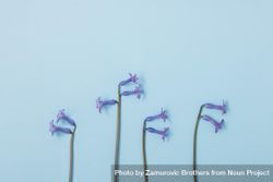 Flat lay of violet flowers on pastel blue background 4mvlQb