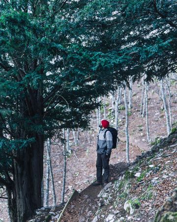Male hiker standing next to green tree