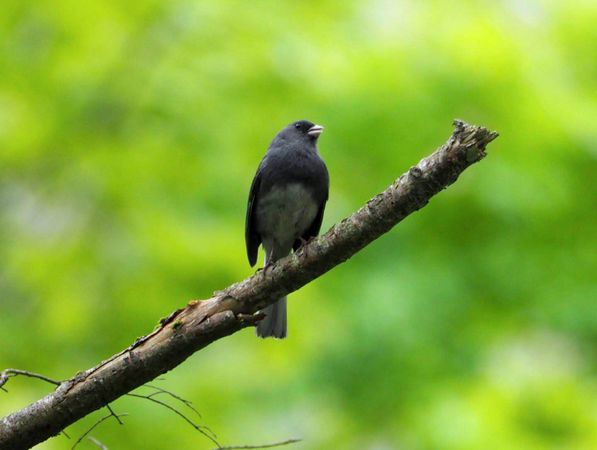 Blue Beauty: Macro Shot of a Small Blue Bird Perched on a Branch