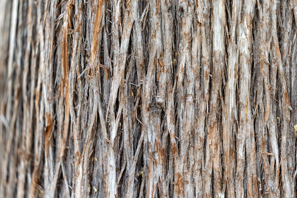 Close up of tree texture