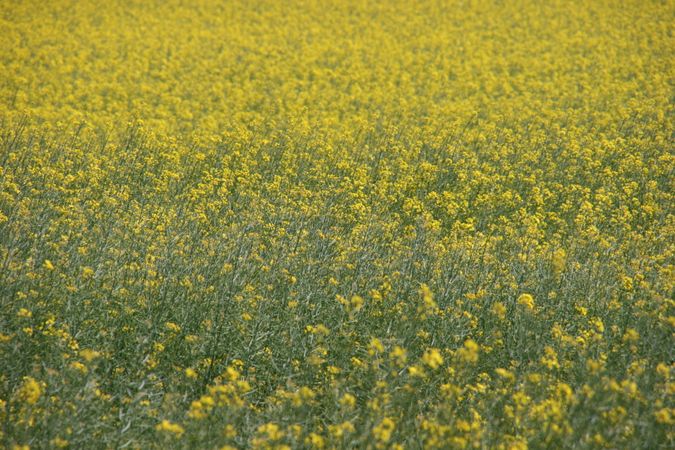 Field of yellow folwers