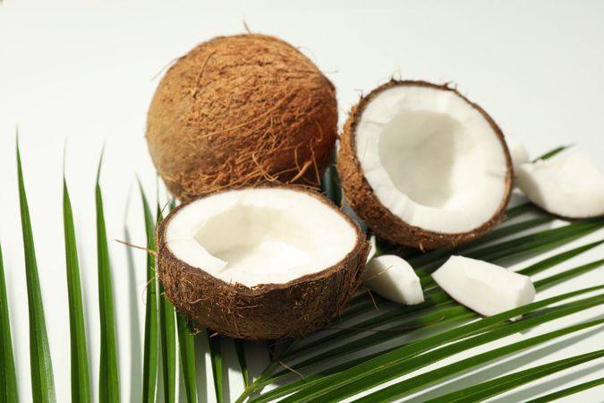 Coconut and palm branch on plain background, close up