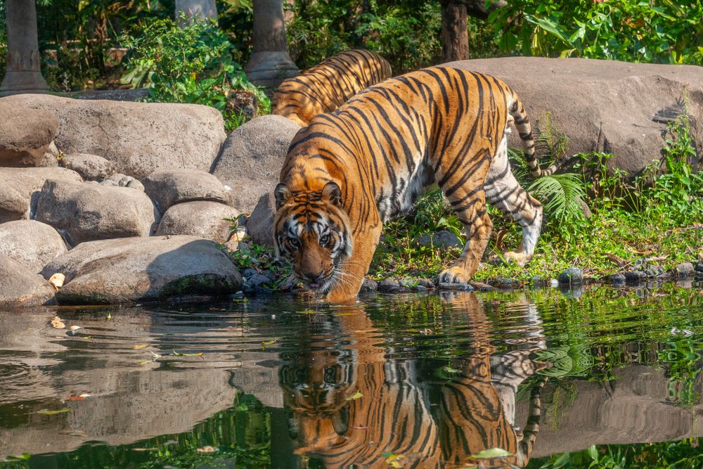 Sumatran Tiger Drinks Water