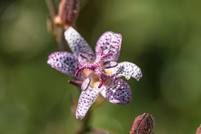Beautiful toad lily flower growing outside with copy space
