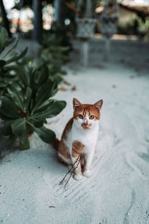 Orange cat on sand near plant outdoor