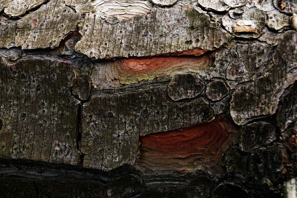 Old tree trunk with ragged bark