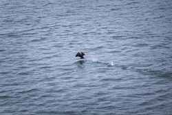 Bird landing in water