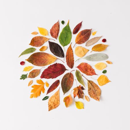 Autumn leaves from green to red arranged in a circle on light background