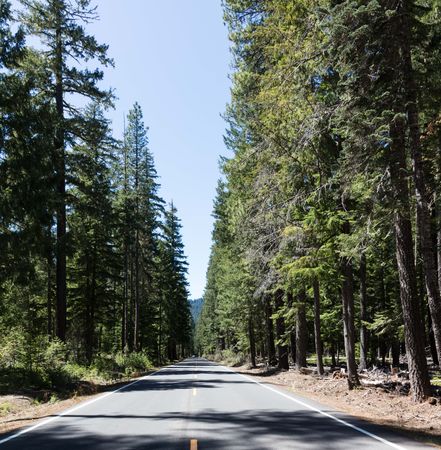 Center of the road of a forest, Oregon