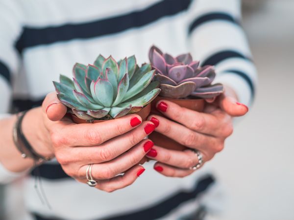 Female hands with beautiful gray succulent