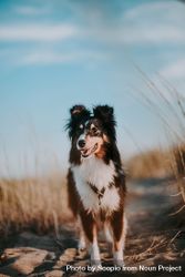 Border collie dog standing outdoor bxQXy0