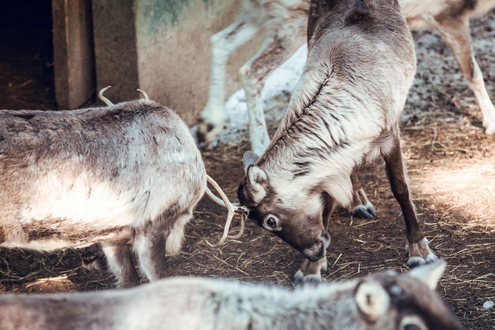 Deer fighting on yard