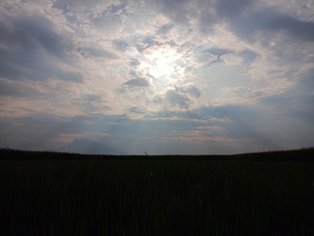 Silhouette of rice field view with sky background