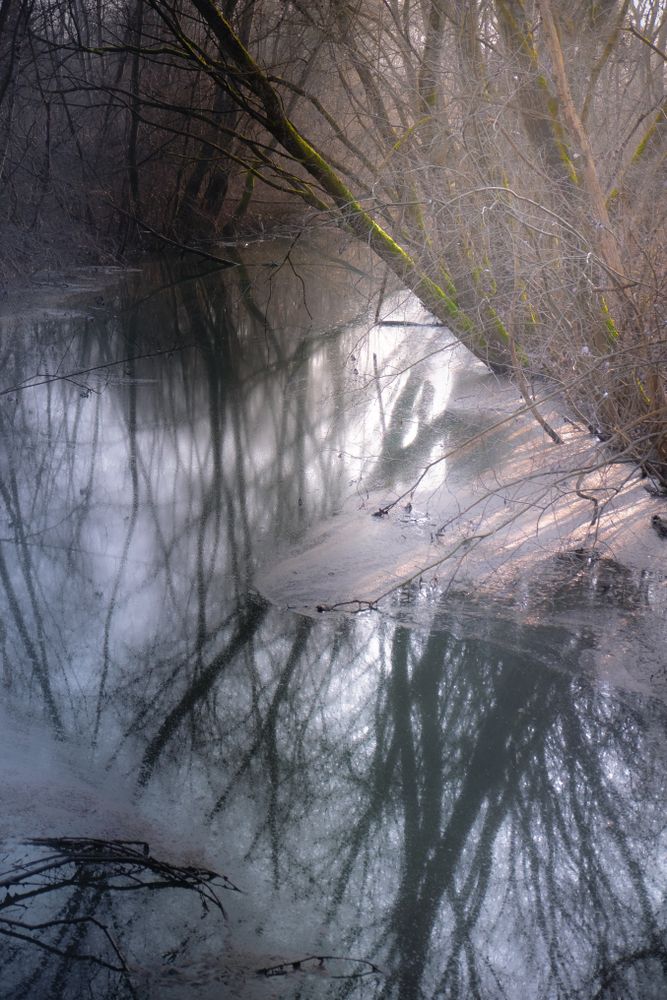 Stagnant water surrounded by thin trees and shadows, vertical