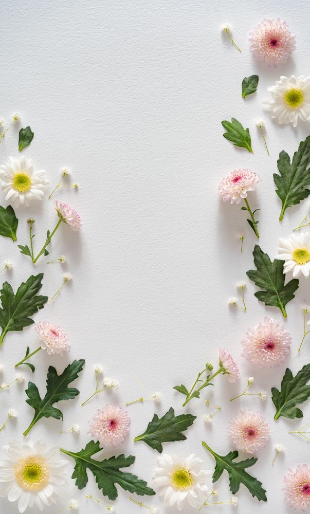 Wild daisy flowers bordering light background