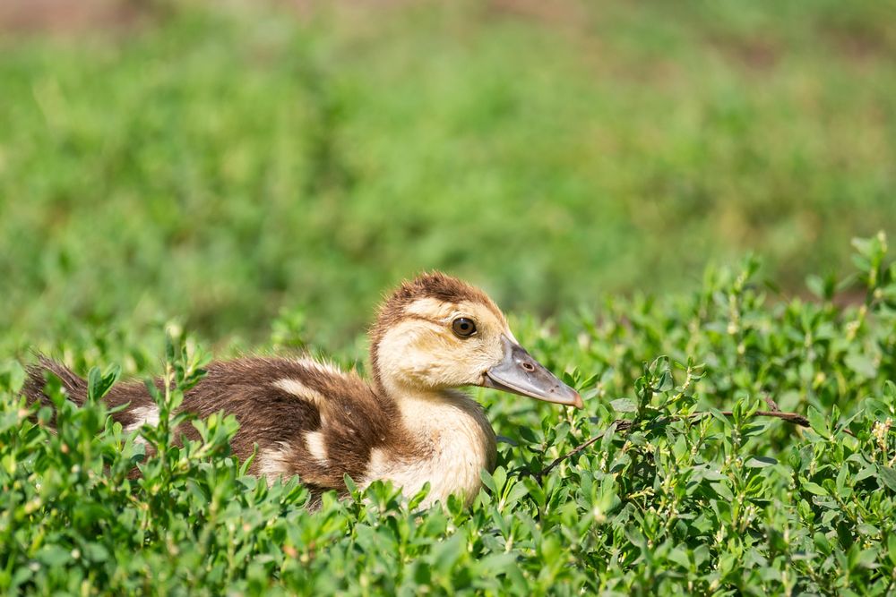 Brown duck on green grass field