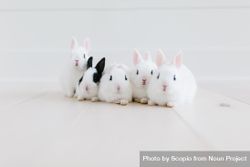 Rabbits on light floor 4Z3mWb