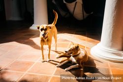 Two cute dogs in sunshine by columns 48woJ5