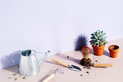 Succulents being planted in mini pots on pastel purple background