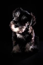 Cute purebred Schnauzer dog in studio