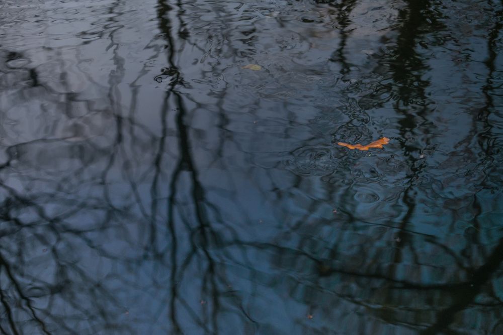 Tree branches reflected in water ripples