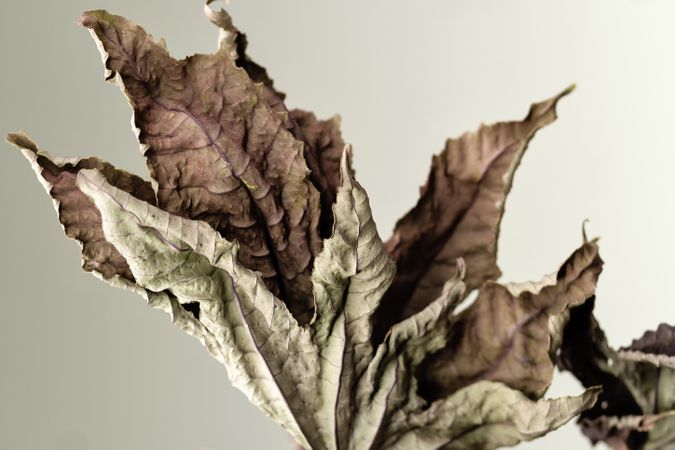 Dried branch, educational still life for drawing