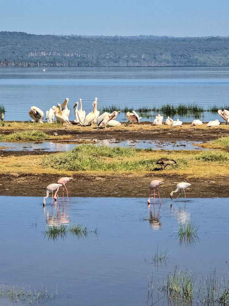 Pelicans resting and flamingos feeding in Lake Nakuru National Park, Kenya