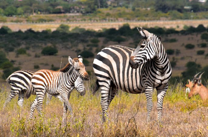 Zebras and offspring on green grass field