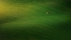 Endless green field with grazing animal