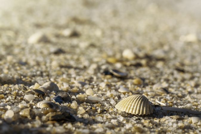Seashell close-up on beach